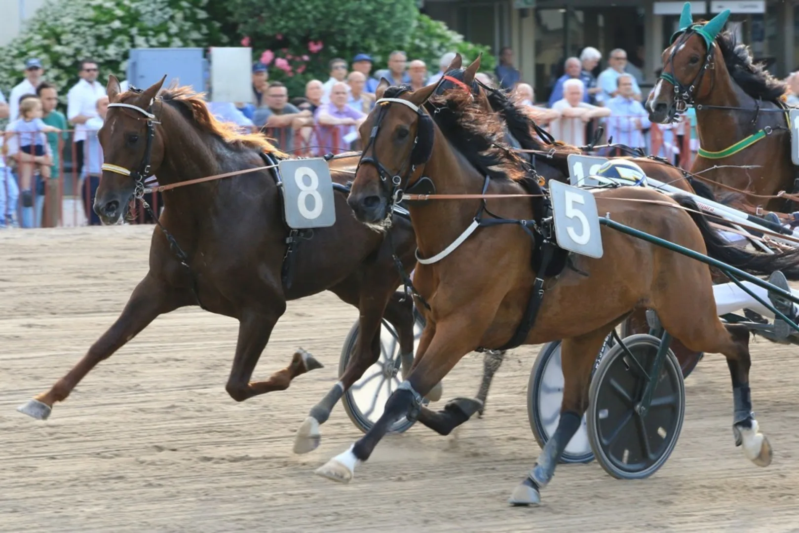 Ippica, Ippodromo di Bologna: 1° di novembre, pomeriggio con otto corse riservate ai gentlemen