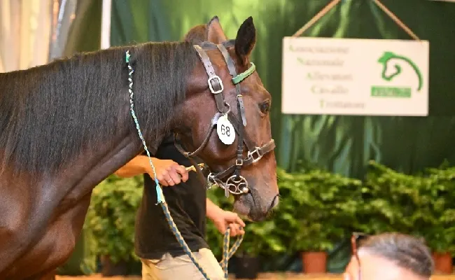 Ippica: a Capannelle grande successo delle aste dei cavalli trottatori
