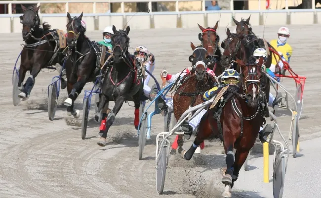 Ippica, giovedì 21 novembre all’ippodromo di Bologna programma con otto corse: puledri, anziani, gentlemen e TQQ