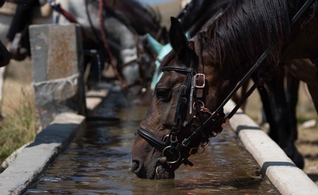 Equitazione dal 16 al 18 settembre va in scena l'Equiraduno Nazionale 2022
