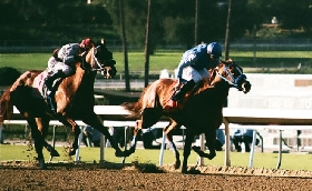 Ippica Country Grammer Dubai World Cup Algiers Sisal