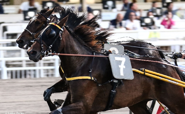 Ippica Ippodromo Cesena Trotto presentazione corse sabato 22 luglio Premio Fattoria Nicolucci