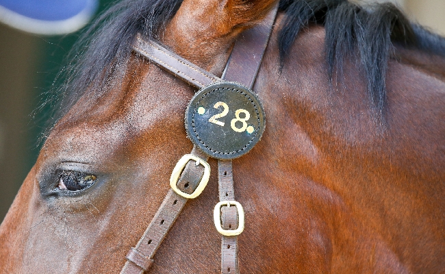 Sabato a Milano le ‘aste SGA’. All’ippodromo Snai San Siro ben 117 cavalli per vivere un’emozione ed avverare un sogno