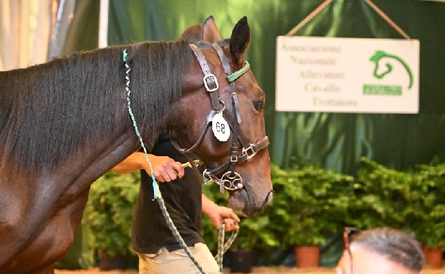 Ippica a Capannelle grande successo delle aste dei cavalli trottatori