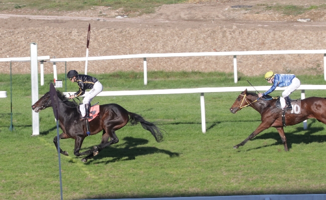 Ippica Ippodromo Snai San Siro mercoledì Excellent Drago maiden maschile Premio Pensierieparole femminile Shady Creek vince Premio Lavinia Fontana