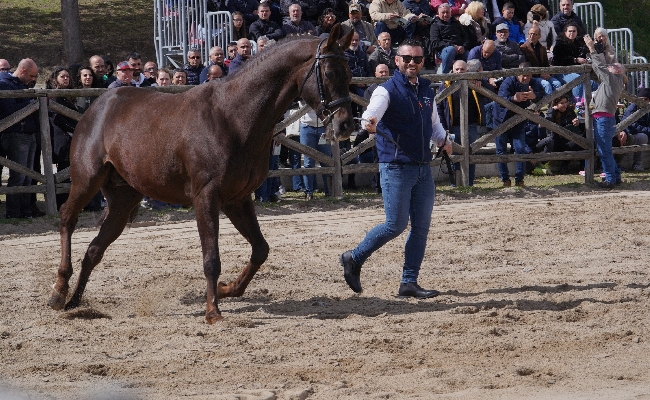 Ippica e allevamento: successo per la presentazione degli stalloni organizzata dall'agenzia Asvi al centro di Su Padru Ozieri 