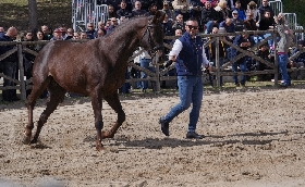 Ippica e allevamento: successo per la presentazione degli stalloni organizzata dall'agenzia Asvi al centro di Su Padru Ozieri 