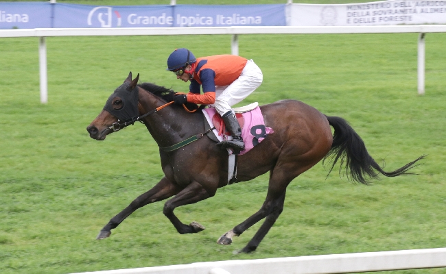 Ippica all'Ippodromo Snai San Siro Aquila Reale vola sul Premio Monza. Domenica va in scena la listed per il Premio Certosa