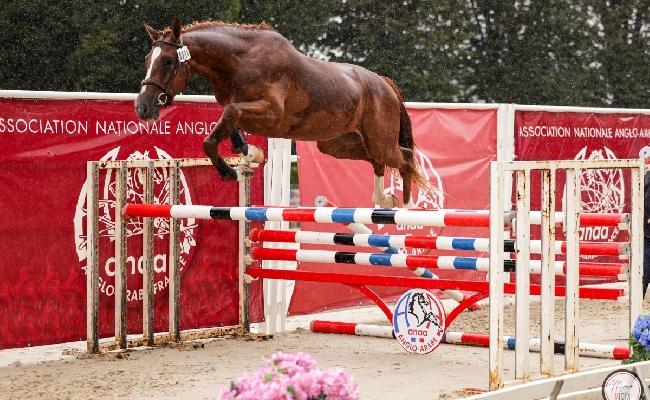 Ippica L'anglo arabo sardo Guadalquivir vince in Francia nella Grande Semaine de Pompadour e parteciperà alla vetrina di Completo durante il Campionato del Mondo in Francia