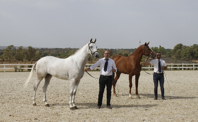 Allevamento e sport equestri: a Tanca Regia il 63 Premio Regionale Sardo per oltre 150 puledri di 3 anni organizzato dall'Asvi