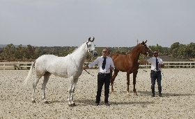 Allevamento e sport equestri: a Tanca Regia il 63 Premio Regionale Sardo per oltre 150 puledri di 3 anni organizzato dall'Asvi