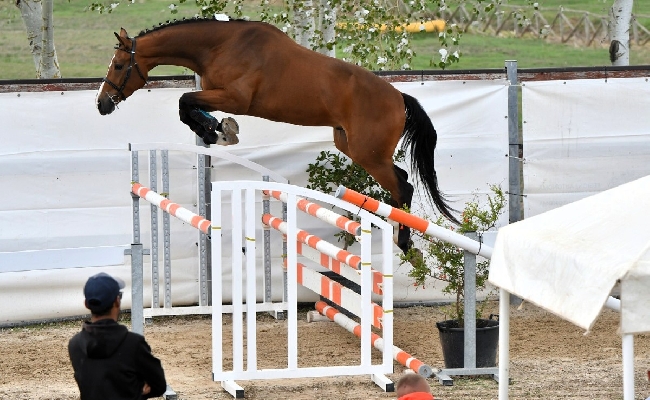 Allevamento e sport equestri: al 63° Premio Regionale Sardo per i 3 anni vincono l'anglo araba Giorgina AA e il sella italiano Vera Venere