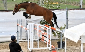 Allevamento e sport equestri: al 63° Premio Regionale Sardo per i 3 anni vincono l'anglo araba Giorgina AA e il sella italiano Vera Venere
