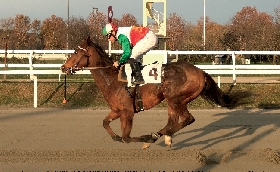 Ippica pista in sabbia a Milano: buona la 'prima' all'Ippodromo Snai San Siro. Nella riunione della domenica di Sant'Ambrogio grande soddisfazione degli addetti ai lavori e dei fantini in pista brilla My Little Niece