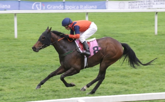 Ippica December Hurdle a Leopardstown su Betflag Lossiemouth a 1 30