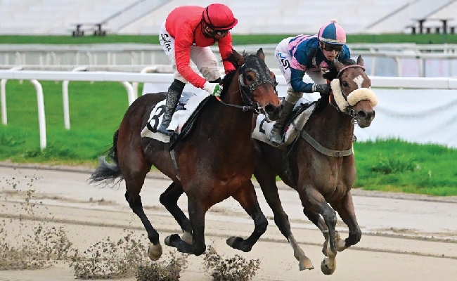 Ippica Ippodromo Snai San Siro Lucky Love vince Premio Fantasio galoppo