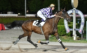 Ippica all’Ippodromo Snai Sesana il 1° luglio di trotto con protagonista Indianfire Wf nel triplete di Roberto Vecchione